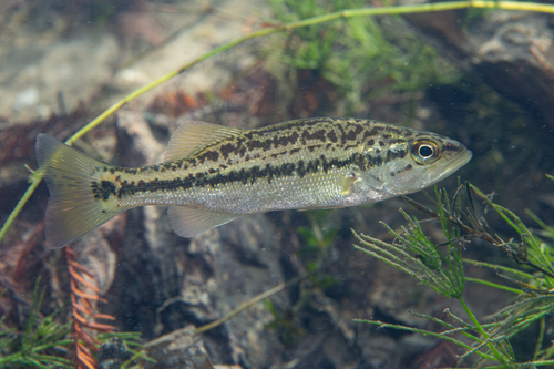 Micropterus salmoides