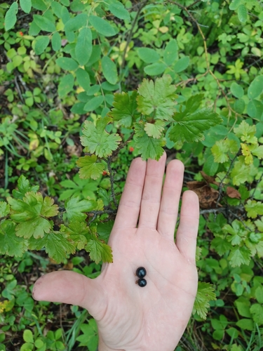 swamp currant
