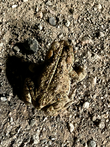 iNaturalist observation photo of Western Toad