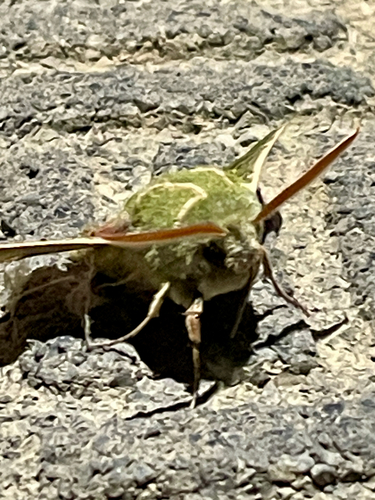 iNaturalist observation photo of Pacific Green Sphinx