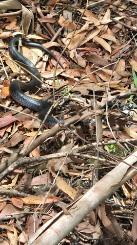 Red-bellied Black Snake sighting