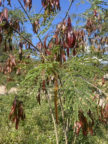 White leadtree