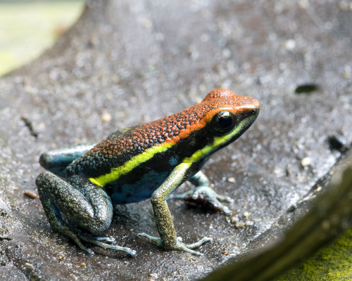 Manú Poison Frog - Photo (c) Brad Wilson, all rights reserved, uploaded by Brad Wilson