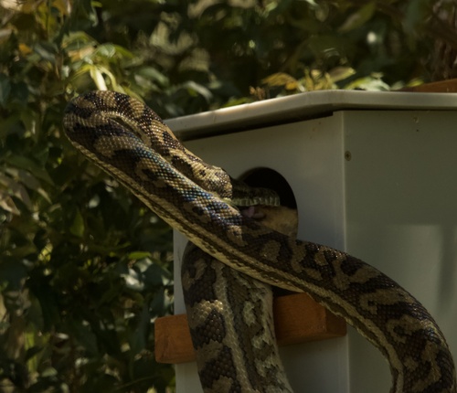 Coastal Carpet Python sighting