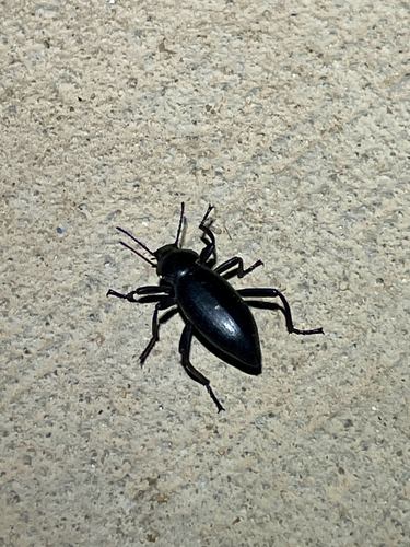 iNaturalist observation photo of Dentate Stink Beetle