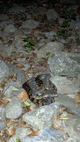 Australian Scrub Python sighting