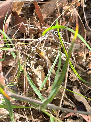Bronze Grass Skink