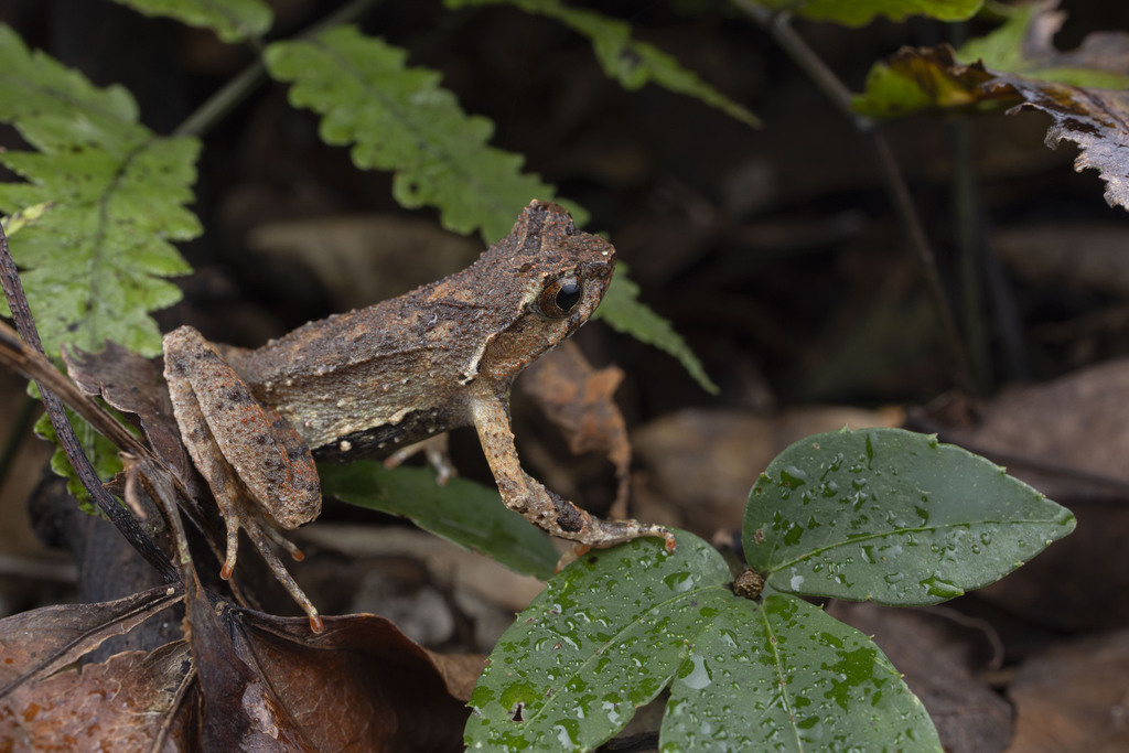 Shimentai Horned Toad (Boulenophrys shimentaina)