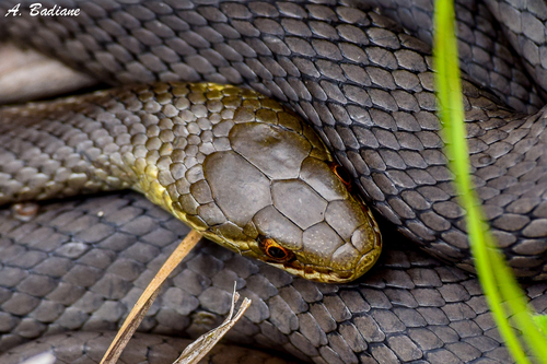 Marsh Snake sighting