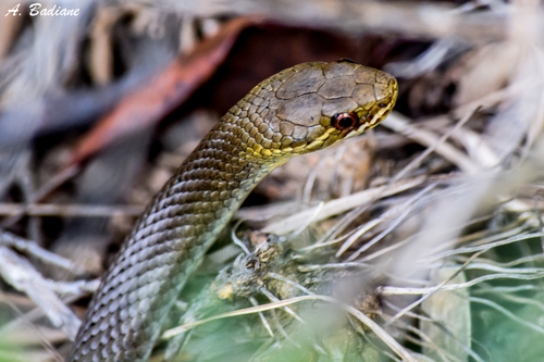 Marsh Snake sighting