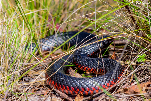 Red-bellied Black Snake sighting