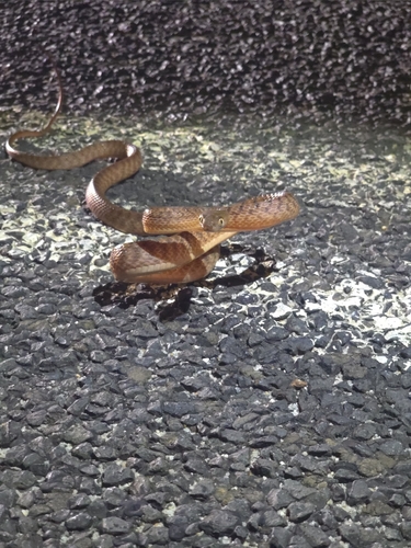 Brown Tree Snake sighting