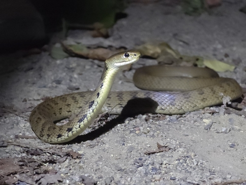 Rough-scaled Snake sighting