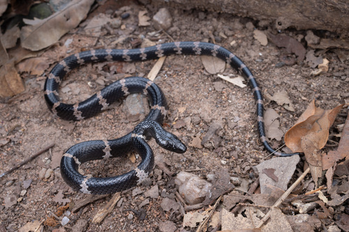 Yunnan Wolf Snake