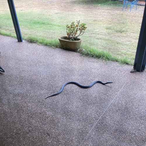 Red-bellied Black Snake sighting