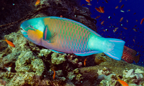 Chlorurus sordidus