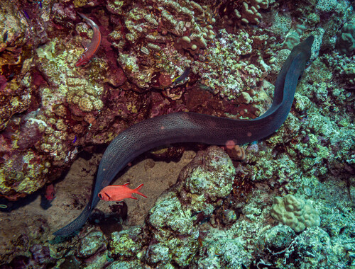 Gymnothorax javanicus