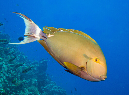 Acanthurus gahhm