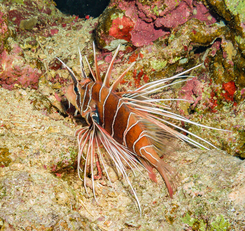 Pteropterus cinctus