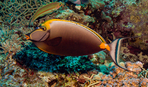 Naso elegans