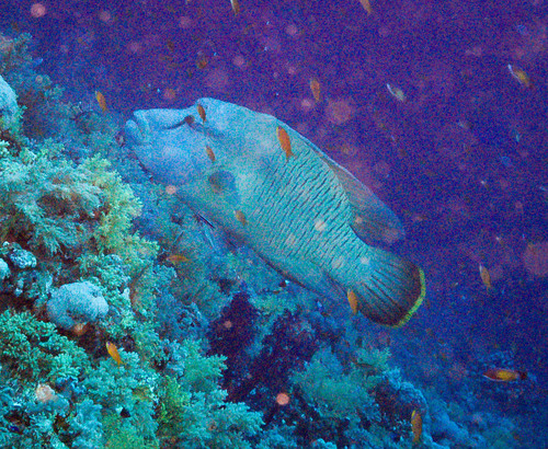 Cheilinus undulatus