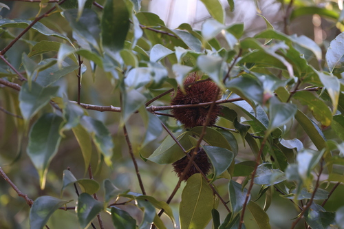 Castanopsis kawakamii