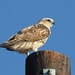 Krider's Red-tailed Hawk - Photo (c) Tripp Davenport, all rights reserved