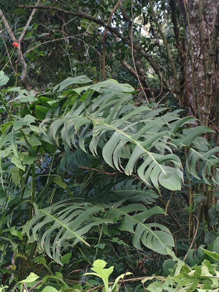 Heliconia spissa