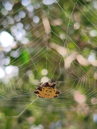 Spinybacked Orbweaver