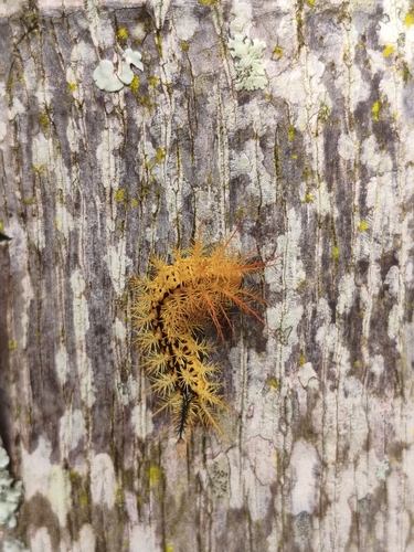 Pseudautomeris luteata