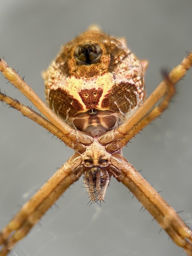Argiope blanda