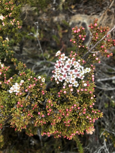 Baeckea gunniana Schauer ex Walp.
