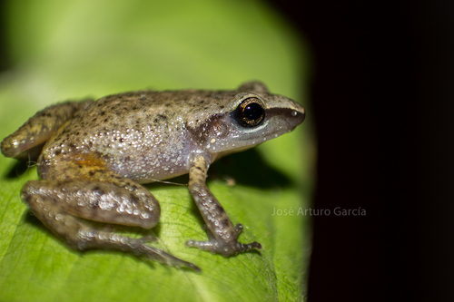 Lowland Chirping Frog