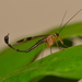 Petersen’s Long Abdomen Scorpionfly - Photo (c) Ji-Shen Wang, all rights reserved, uploaded by Ji-Shen Wang