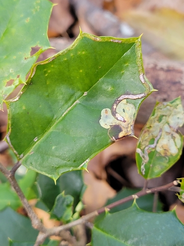 Unknown species found near Rock Creek Park, District of Columbia County, US-DC, US