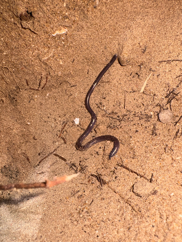 Brahminy Blindsnake sighting