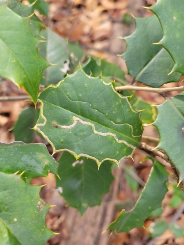 Unknown species found near Rock Creek Park, District of Columbia County, US-DC, US