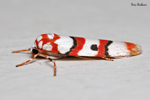 Cyana malayensis