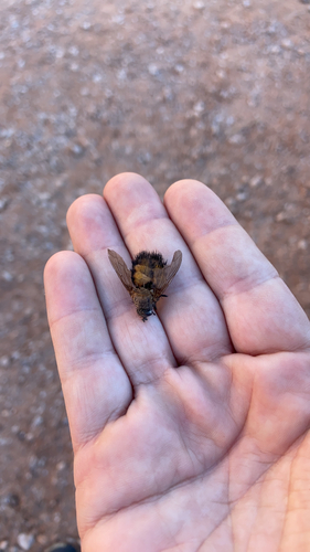 Unknown species found near Washington County, US-UT, US