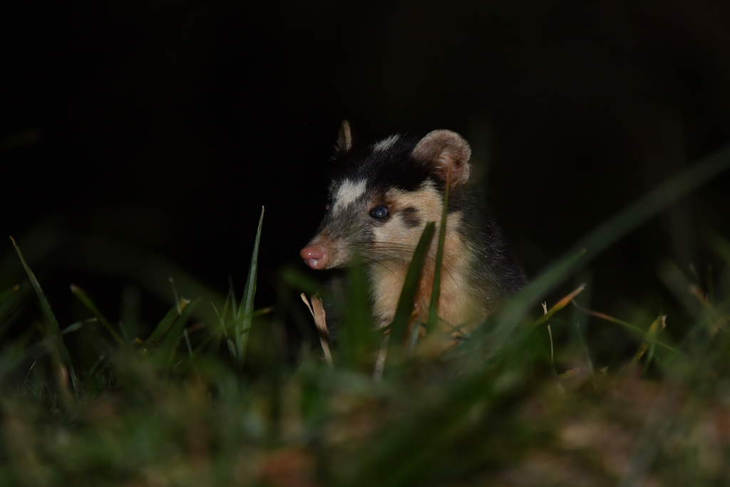 Photos of Small-toothed Ferret Badger (Melogale moschata) · iNaturalist