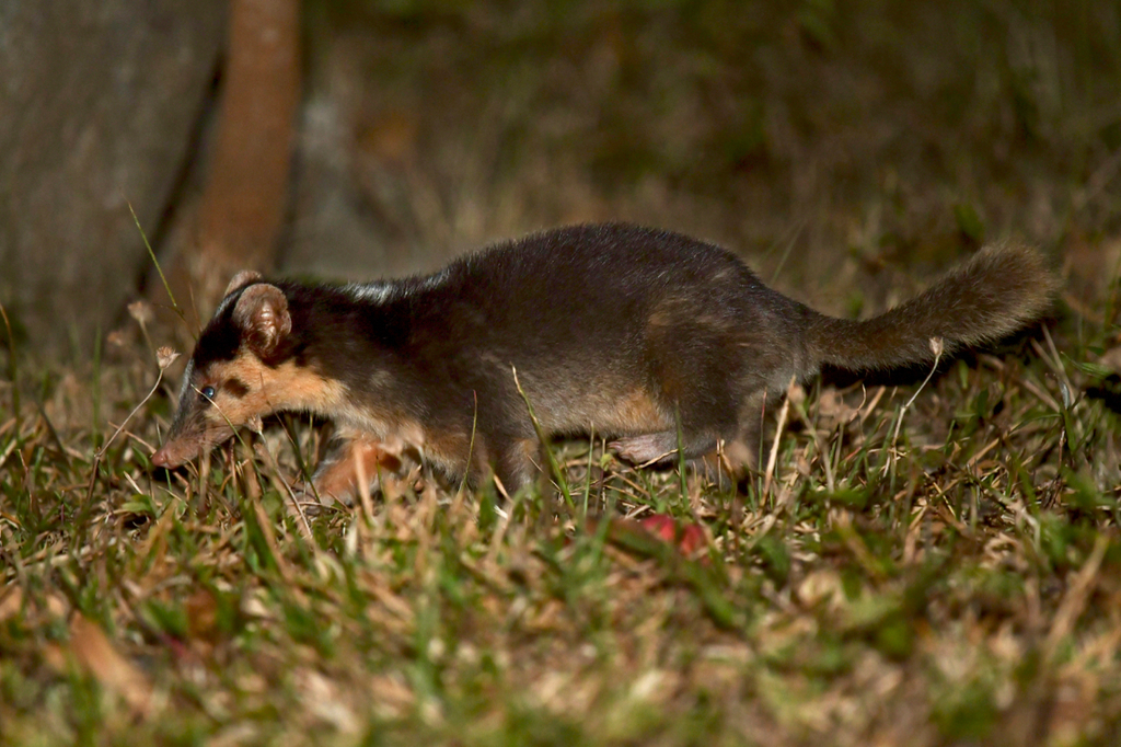 Vietnam Ferret-Badger Profile Facts: Traits, Behavior, Diet