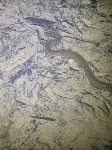 Macleay's Water Snake sighting