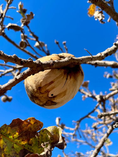iNaturalist observation photo of California Gall Wasp