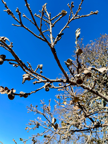 iNaturalist observation photo of valley oak