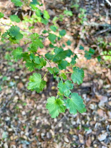 iNaturalist observation photo of hillside gooseberry