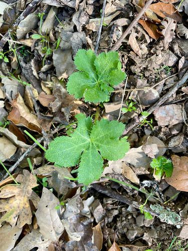 iNaturalist observation photo of Sanicula crassicaulis nudicaulis