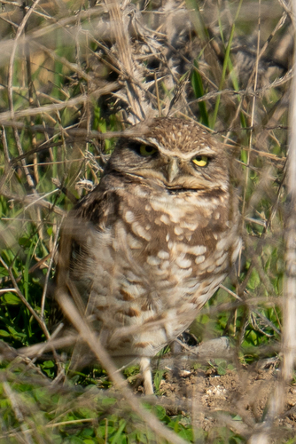 View observation of {o.common_name} on iNaturalist