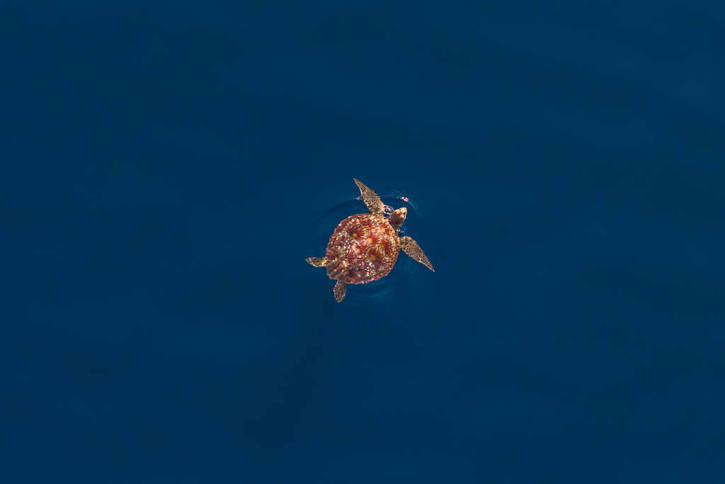 Green Sea Turtle