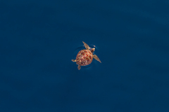 Green Sea Turtle