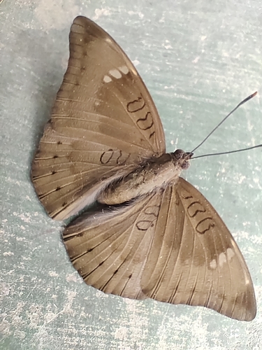 Common Baron